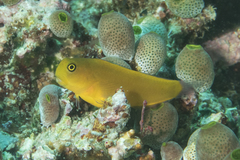 Ecsenius lividanalis