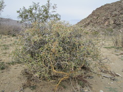 Menodora spinescens mohavensis