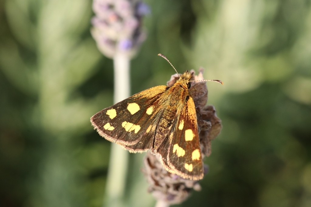 Carterocephalus alcina