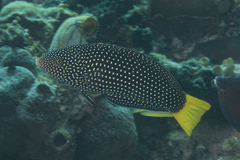 Yellowtail Wrasse photo 5
