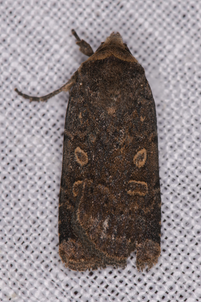 Dark Dart