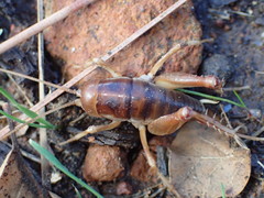 Ceuthophilus hesperus