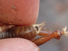 Ceuthophilus hesperus