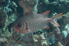 Myripristis violacea