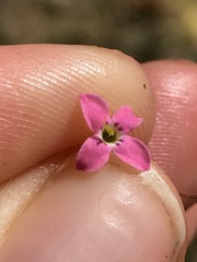 Stenotis asperuloides