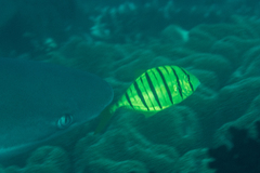 Gnathanodon speciosus