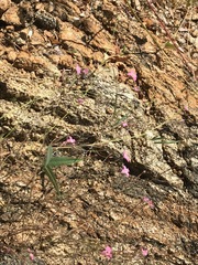 Stenotis asperuloides