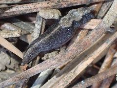 Anadenulus cockerelli