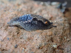 Anadenulus cockerelli