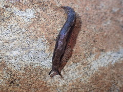 Anadenulus cockerelli