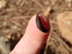 Anadenulus cockerelli