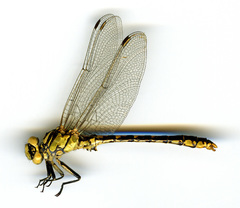 Ophiogomphus morrisoni