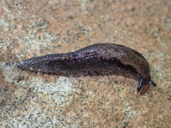 Anadenulus cockerelli