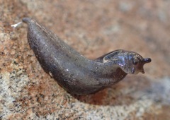 Anadenulus cockerelli