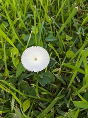 Leucocoprinus fragilissimus image