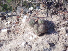Mammillaria schumannii