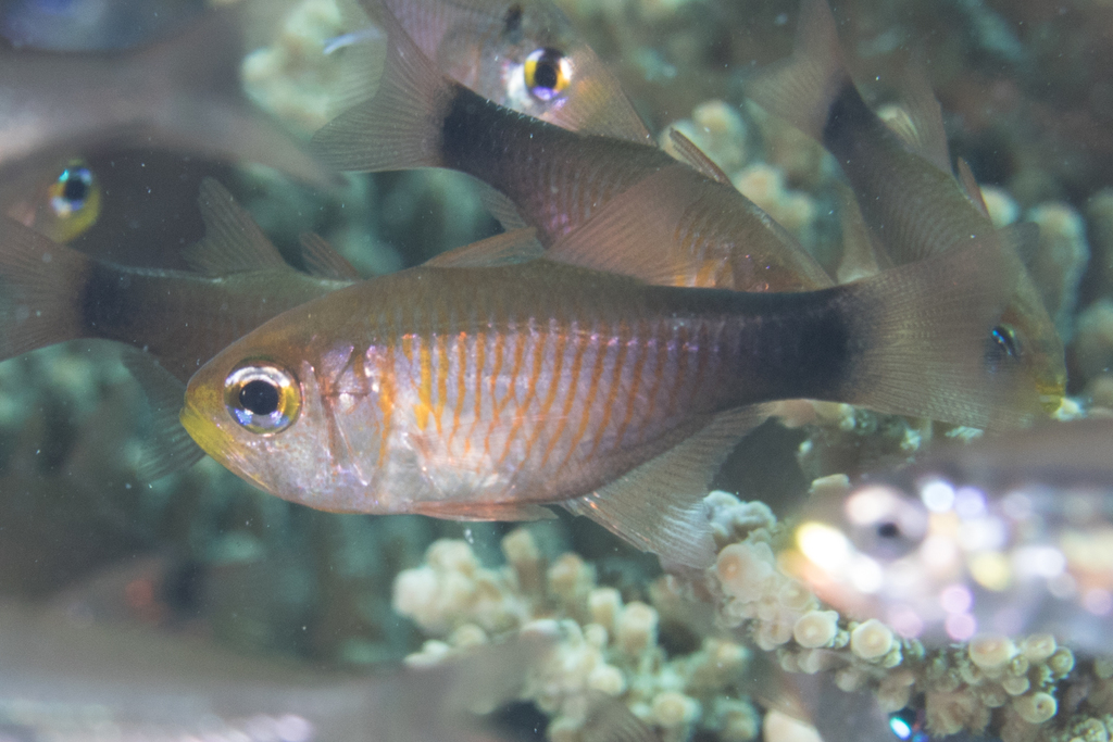 Duskytail Cardinalfish