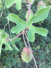 Passiflora pentaschista