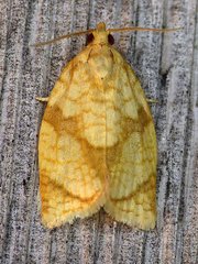 Adoxophyes negundana