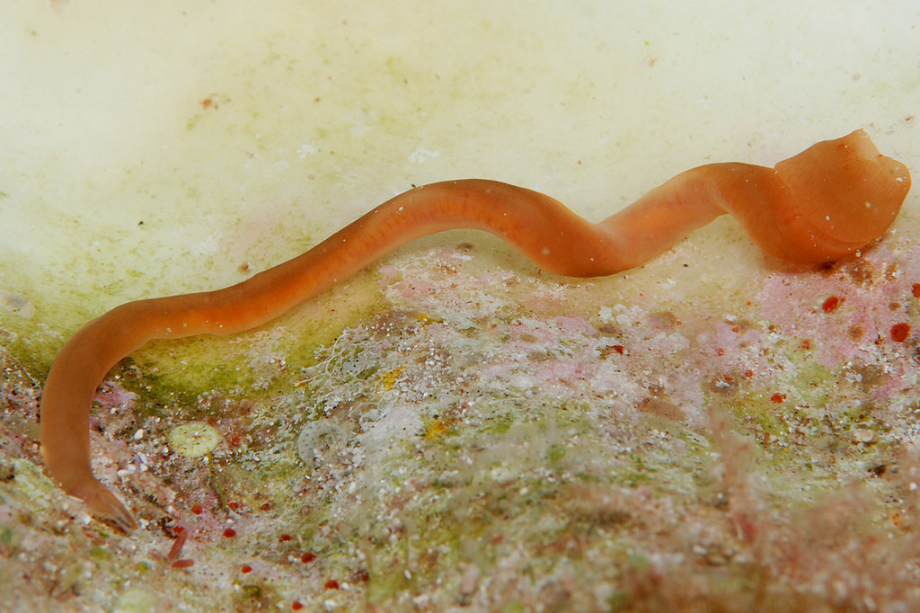 Gorgonorhynchus