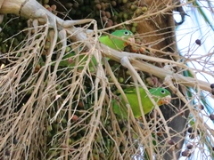 Brotogeris jugularis