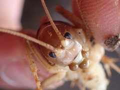 Ceuthophilus hesperus