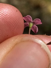 Stenotis asperuloides