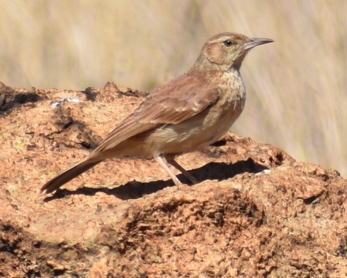 Eastern Long-billed Lark (Certhilauda semitorquata), photo 4