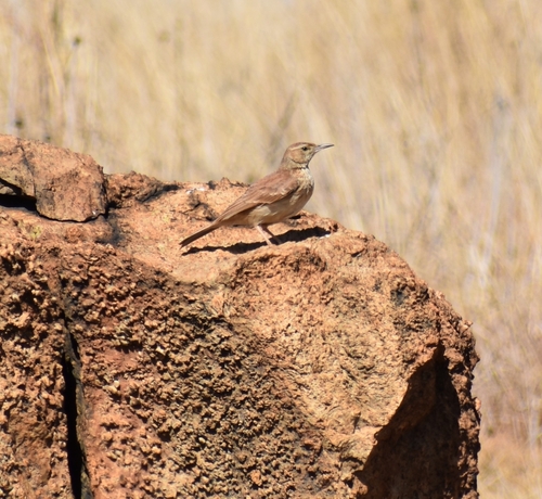 Eastern Long-billed Lark (Certhilauda semitorquata), photo 5