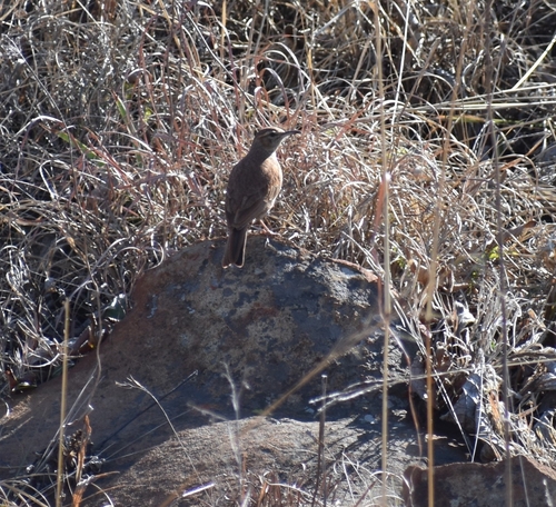 Eastern Long-billed Lark (Certhilauda semitorquata), photo 7