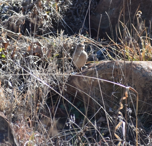 Eastern Long-billed Lark (Certhilauda semitorquata), photo 8