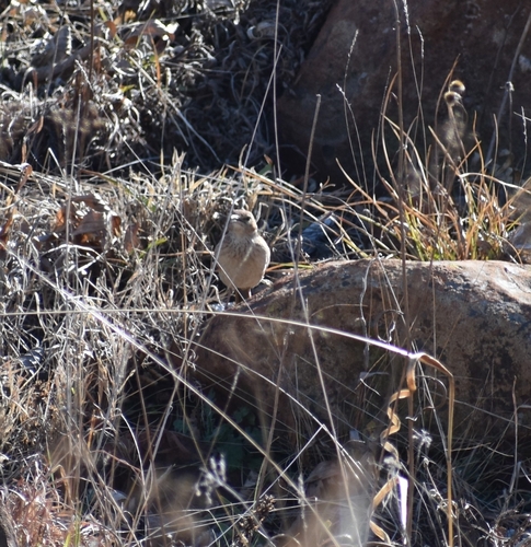 Eastern Long-billed Lark (Certhilauda semitorquata), photo 9
