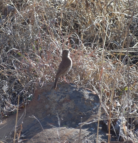 Eastern Long-billed Lark (Certhilauda semitorquata), photo 10