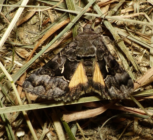Syngrapha ain