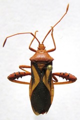 Crinocerus sanctus