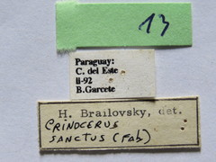 Crinocerus sanctus