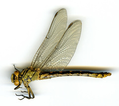 Ophiogomphus morrisoni