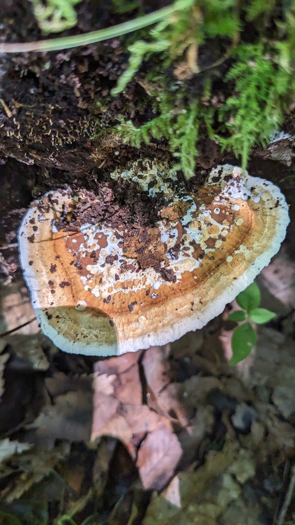 Fomitopsis dickinsii · July 2023 · photo: © atsushi_nakajima_cirque (iNaturalist, cc-by)