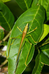 Melanophoxus brunneri