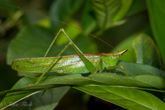 Melanophoxus brunneri