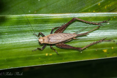 Eneoptera surinamensis