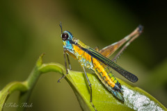 Eumastax simoni