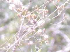 Bebbia atriplicifolia