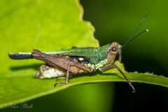 Scaria hamata