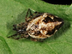Cyclosa conica