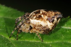Cyclosa conica