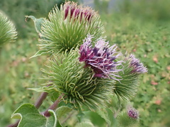 Große Klette (Arctium lappa): Herkunft und Verwendung — Foto 2