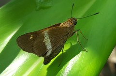 Tirynthia conflua