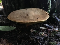 Boletus subtomentosus image
