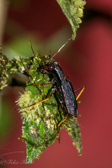 Odontocheila cayennensis